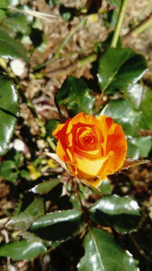 Garafía El Limoneroゲストハウス エクステリア 写真